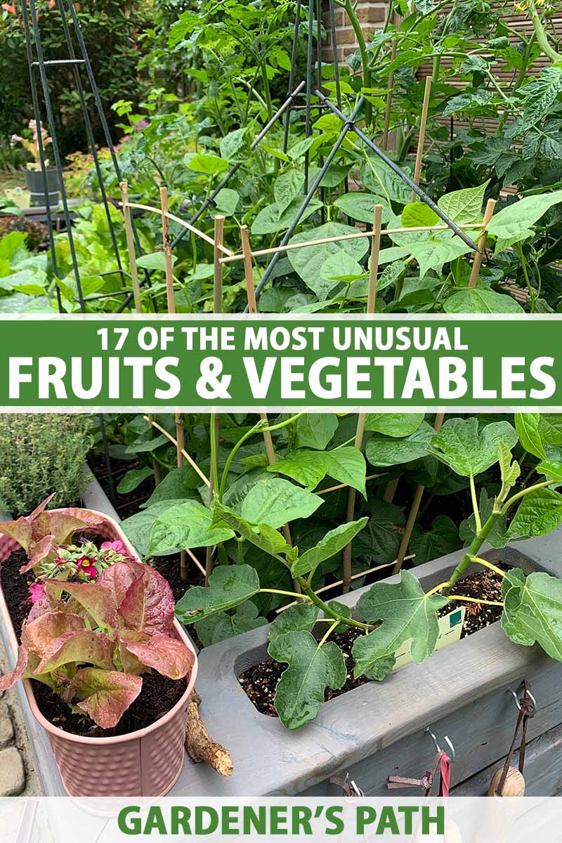 تصویر عمودی نزدیک از انواع میوه ها و سبزیجات در حال رشد در باغچه خانه. در مرکز و پایین کادر، متن سبز و سفید چاپ شده است.