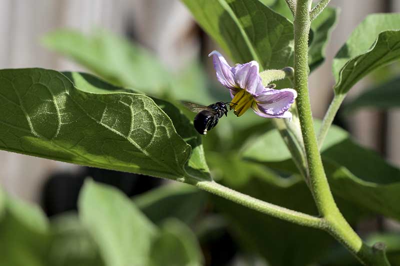 تصویر افقی نزدیک از زنبور عسل که در حال گرده افشانی یک گل بنفش کوچک است که روی پس‌زمینه فوکوس ملایم تصویر شده است.