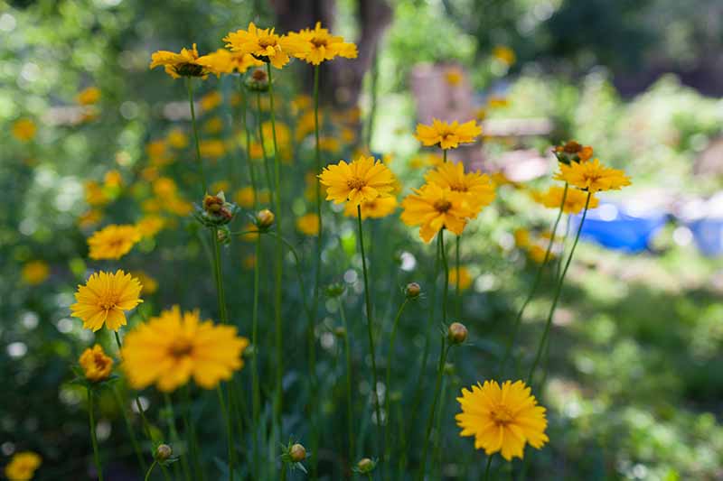 تصویر افقی نزدیک از گل‌های زرد در حال رشد در باغ که در پس‌زمینه‌ای با فوکوس ملایم تصویر شده است.