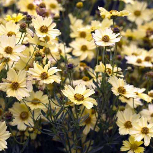تصویر مربعی نزدیک از گل‌های زرد روشن «کرم برولی» که در باغ رشد می‌کنند.