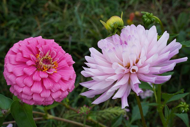 تصویر افقی نزدیک از دو گل زینیا با گل کوکب که در باغ رشد می‌کنند، روی یک پس‌زمینه فوکوس نرم.