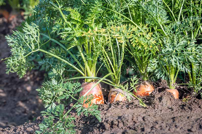 تصویر افقی نزدیک از هویج در حال رشد در باغ آماده برای برداشت، تصویر در آفتاب روشن.