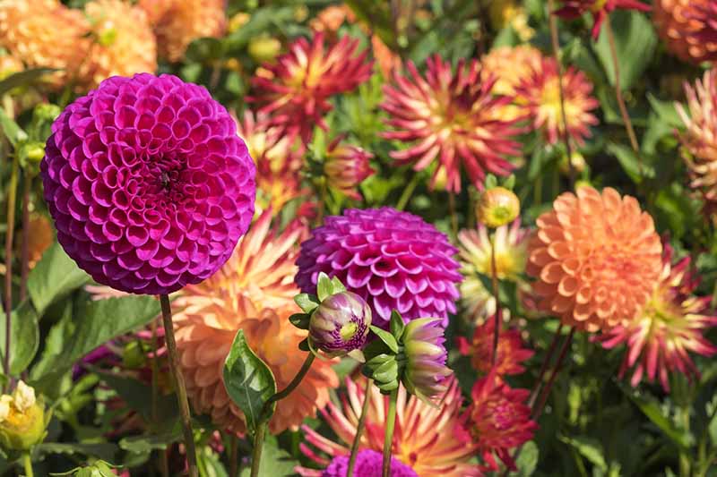 تصویر افقی نزدیک از انواع مختلف گل های کوکب که در باغ در حال رشد هستند، در زیر نور آفتاب درخشان.