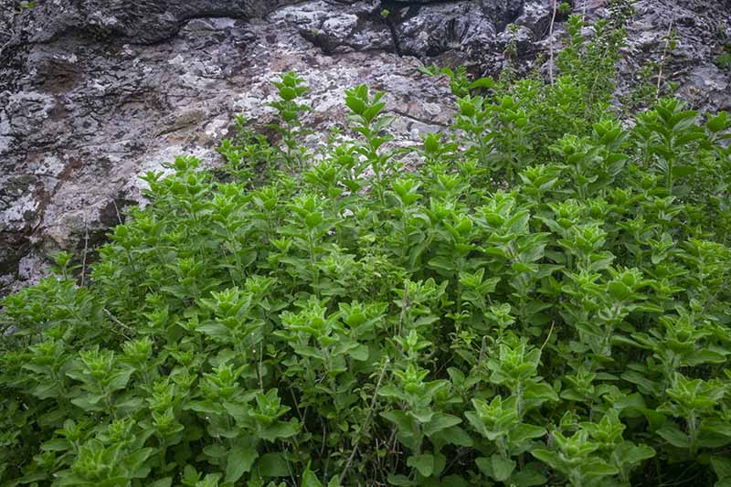 تصویر افقی نزدیک از Origanum vulgare var.  hirtum با نام پونه کوهی یونانی در حال رشد وحشی در خاک سنگی.