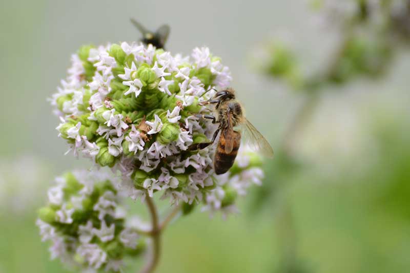 تصویر افقی نزدیک از زنبوری که از یک Origanum vulgare var سفید تغذیه می‌کند.  گل هیرتوم روی پس‌زمینه فوکوس ملایم تصویر شده است.