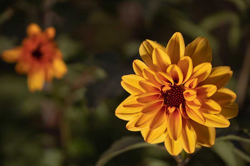 تصویر افقی نزدیک از یک گل کوکب با گل صد تومانی به رنگ نارنجی روشن که در زیر نور آفتاب روی پس‌زمینه‌ای با فوکوس ملایم تصویر شده است.