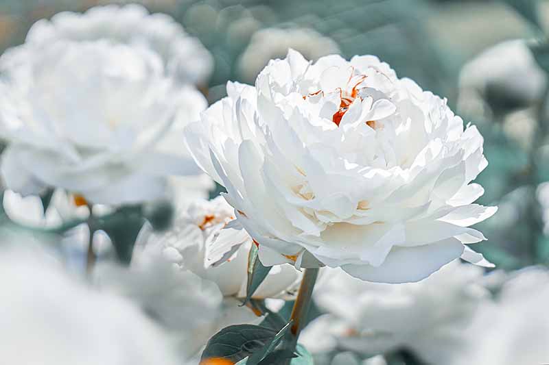 تصویر افقی نزدیک از گل صد تومانی‌های سفید در حال رشد در باغ که در پس‌زمینه‌ای با فوکوس ملایم تصویر شده است.