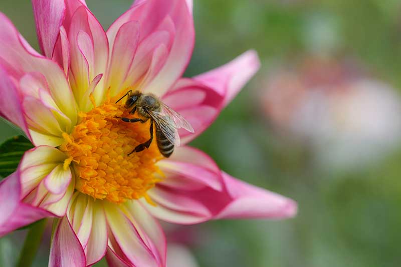 تصویر افقی نزدیک از زنبوری که از گرده گل کوکب صورتی Orchette تغذیه می‌کند، روی پس‌زمینه‌ای با فوکوس ملایم تصویر شده است.