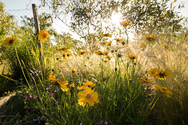 تصویری افقی از گل‌های زرد در حال رشد در باغ که در آفتاب شبانگاهی به تصویر کشیده شده است