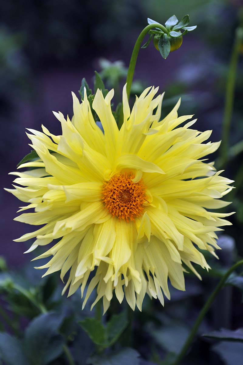 تصویر عمودی نزدیک از یک گل کوکب زرد روشن که روی پس‌زمینه فوکوس ملایم تصویر شده است.