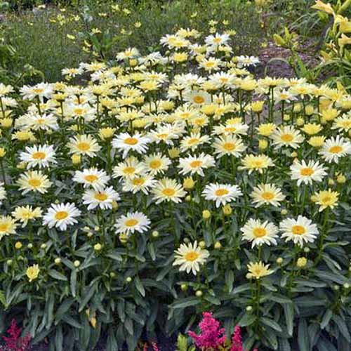 یک تصویر مربع نزدیک از Leucanthemum x superbum "Banana Cream" در حال رشد در باغ.