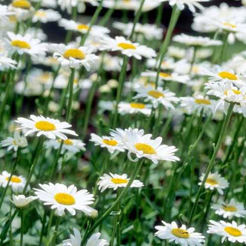 یک تصویر مربع نزدیک از Leucanthemum x superbum "Becky" که در باغ رشد می کند و در پس زمینه به فوکوس ملایم می رسد.