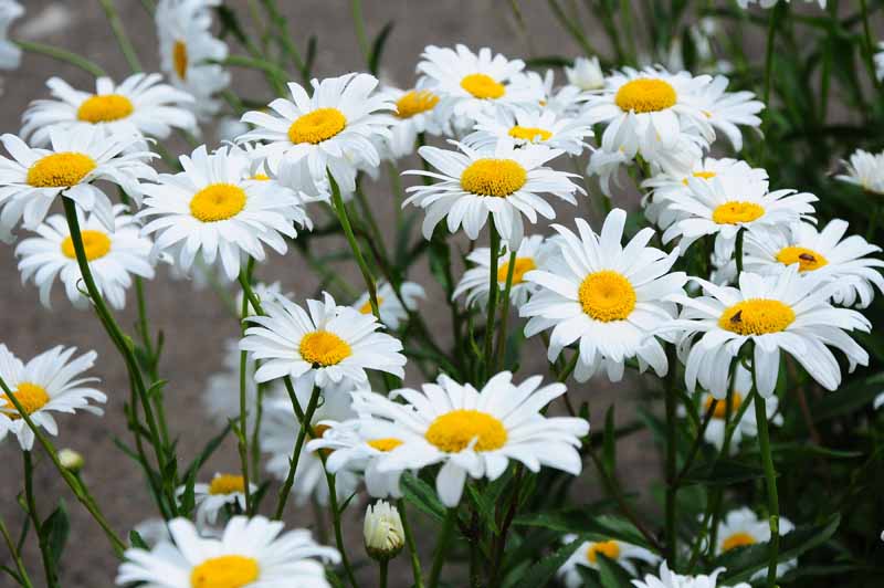 تصویر افقی نزدیک از گل‌های سفید Leucanthemum x superbum 'Becky' در حال رشد در باغ.