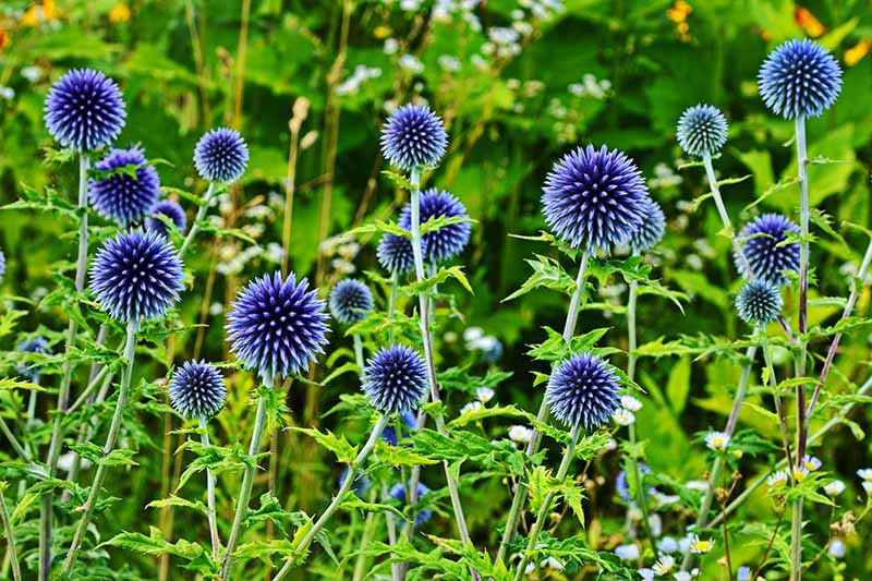 یک تصویر افقی نزدیک از گل‌هایی به شکل کره آبی روشن که در باغ رشد می‌کنند.