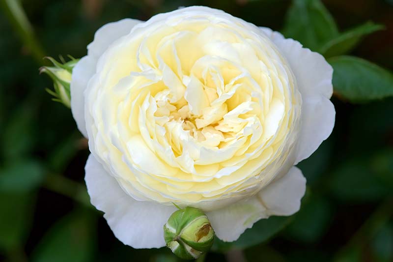 تصویر افقی نزدیک از یک گل سفید مایل به زرد «کلر آستین» که روی پس‌زمینه فوکوس ملایم تصویر شده است.