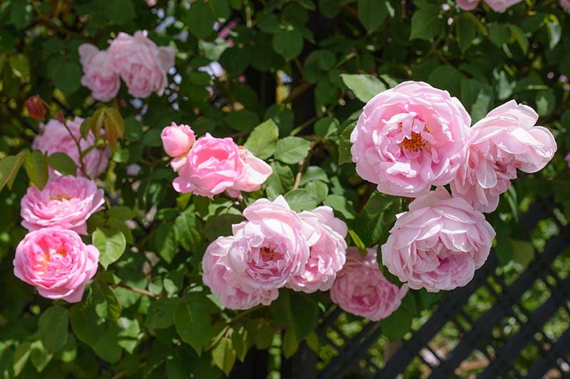 تصویر افقی نزدیک از گل‌های صورتی «Constance Spry» در حال رشد در باغ.