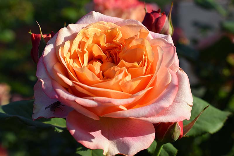 تصویر افقی نزدیک از یک گل رز مقاوم به رنگ نارنجی کمرنگ «Crazy Love» که در باغ در حال رشد است و در زیر نور آفتاب روشن روی پس‌زمینه‌ای با فوکوس ملایم تصویر شده است.