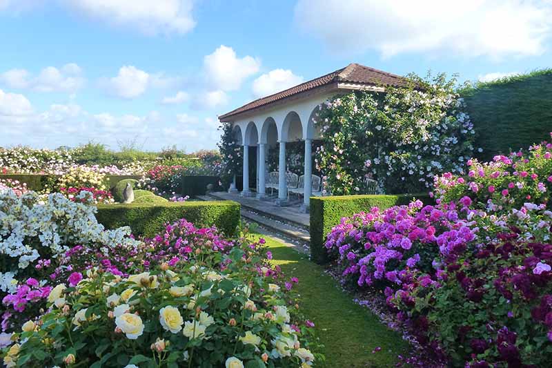 تصویری افقی از یک باغ رسمی پر از گل های رز دیوید آستین و پرچین های منظم با آلاچیق در پس زمینه آسمان آبی.