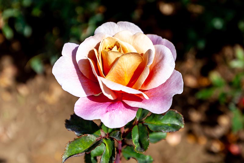 تصویر افقی نزدیک از یک گل رز صورتی روشن «Distant Drums» که در زیر نور آفتاب روشن روی پس‌زمینه‌ای با فوکوس ملایم تصویر شده است.