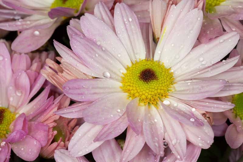 یک تصویر افقی نزدیک از یک گل دو گلبرگ صورتی Bellis perennis با قطرات آب روی گلبرگ‌ها.