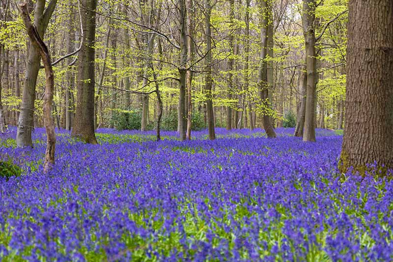 تصویری افقی از یک جنگل انگلیسی در بهار با فرشی از زنگ آبی زیر درختان.