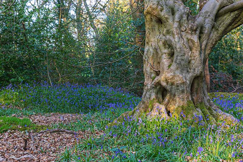 تصویری افقی از یک درخت بزرگ در یک جنگل انگلیسی با فرشی از زنگ‌های آبی که در زیر آن رشد می‌کنند.
