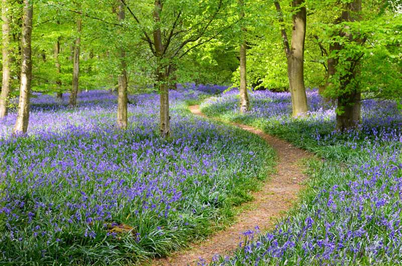 تصویری افقی از فرشی از گل‌های غیر اسکریپت Hyacinthoids که در دو طرف مسیری در میان جنگل رشد می‌کنند.
