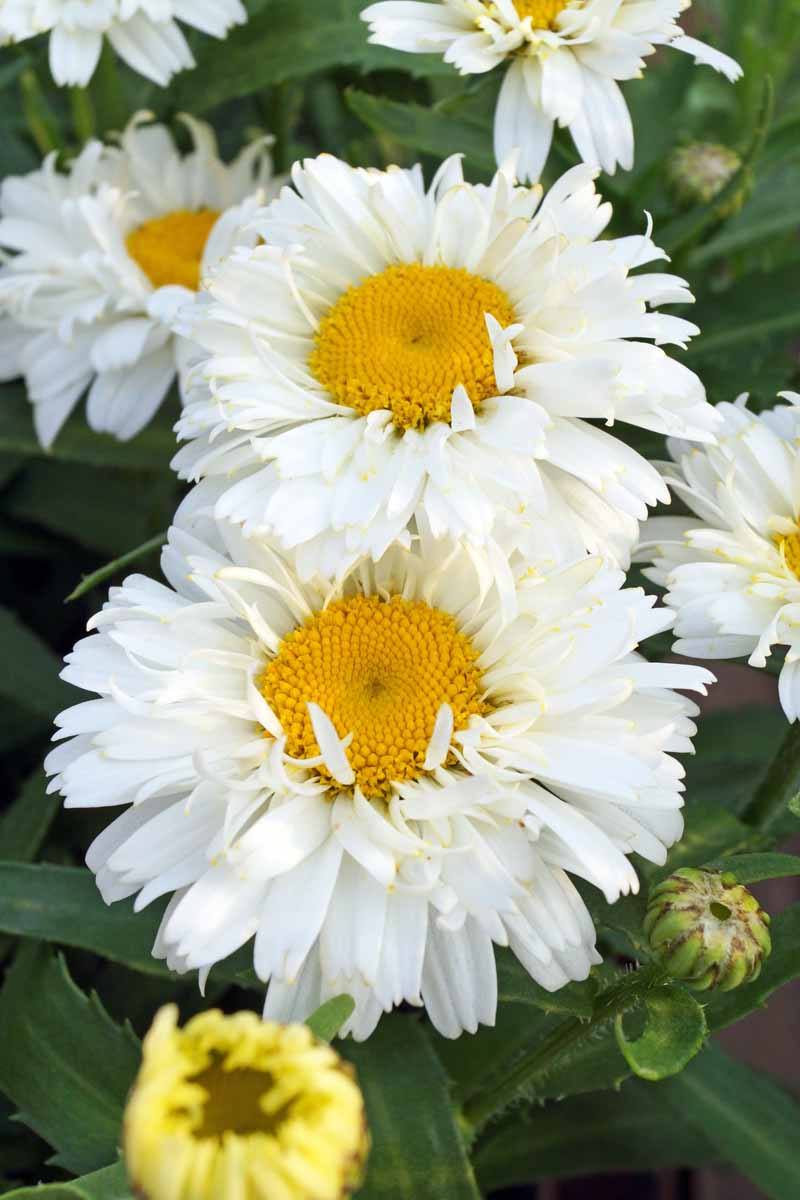 تصویر عمودی نزدیک از گل‌های Leucanthemum x superbum 'Freak' که در باغ رشد می‌کنند، روی یک پس‌زمینه فوکوس نرم.