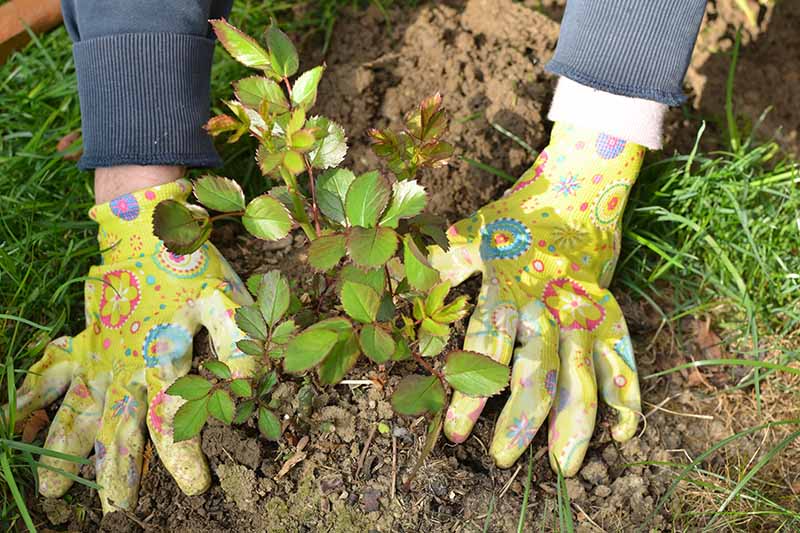 تصویر افقی نزدیک از دو دست دستکش در حال کاشت درختچه در باغ.