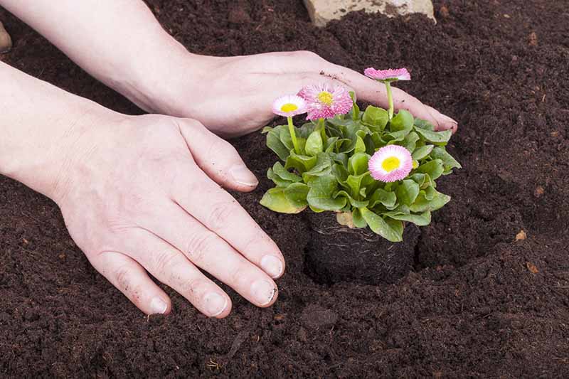 تصویر افقی نزدیک از دو دست از سمت چپ قاب که یک گیاه کوچک Bellis perennis (دیزی انگلیسی) را به خاک غنی پیوند زده اند.