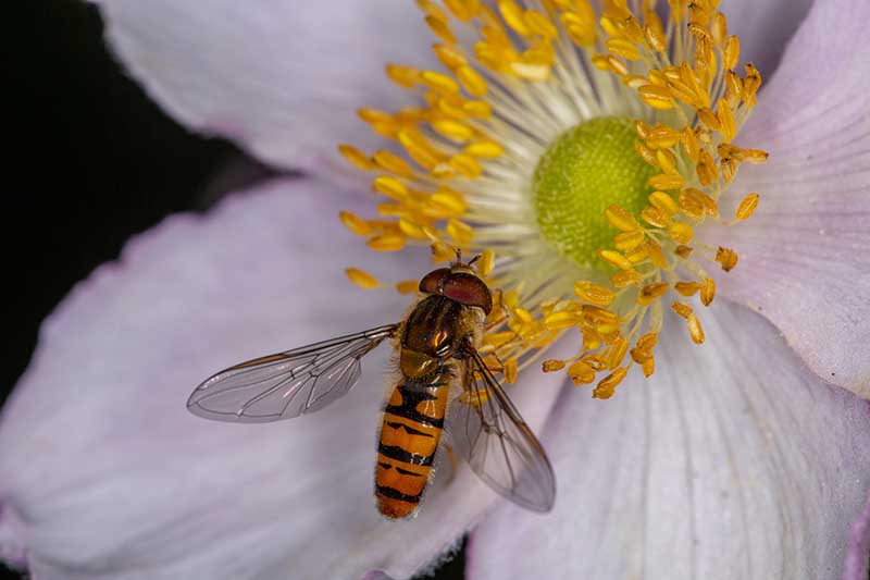 تصویر افقی نزدیک از یک مگس شناور در حال تغذیه از گرده گل شقایق که روی پس‌زمینه فوکوس ملایم تصویر شده است.