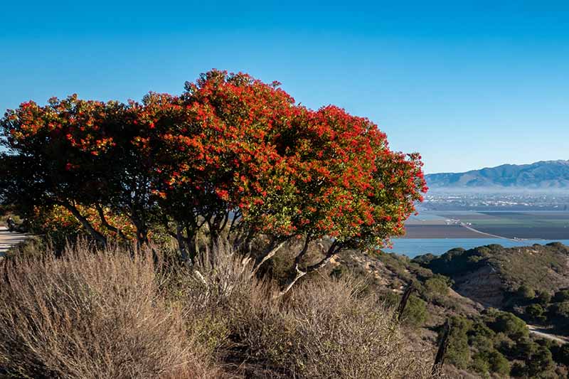 تصویری افقی از یک درختچه اسباب بازی بزرگ (Heteromeles arbutifolia) که در کنار دریاچه ای با کوه ها و آسمان آبی در پس زمینه رشد می کند.