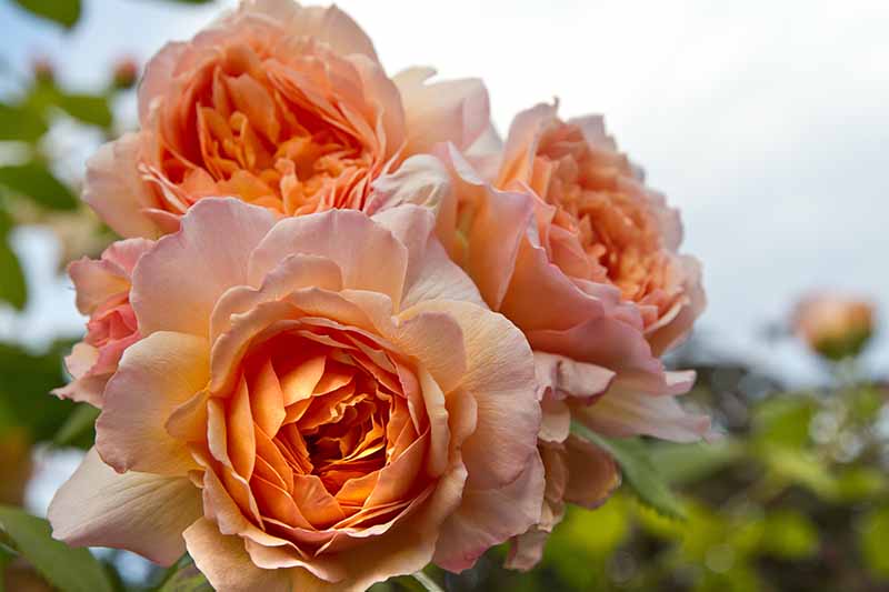 تصویر افقی نزدیک از گل های رز نارنجی در حال رشد در باغ که در پس زمینه ای با فوکوس ملایم تصویر شده است.