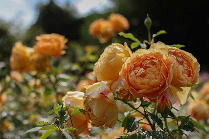 تصویر افقی نزدیک از گل‌های دیوید آستین نارنجی که در باغ رشد می‌کنند، روی پس‌زمینه‌ای با فوکوس نرم.