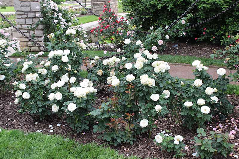 تصویری افقی از رزهای سفید «پالوما بلانکا» که در کنار مسیر باغی رشد می‌کنند.
