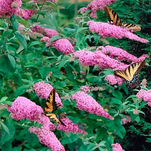 تصویر مربعی نزدیک از بودلیا "Pink Delight" در حال رشد در باغ با پروانه‌ها روی گل‌های صورتی روشن.