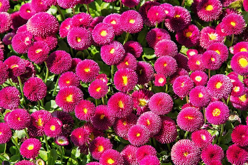 تصویر افقی نزدیک از فرشی از Bellis perennis "Galaxy Rose" که در باغی آفتابی رشد می کند.