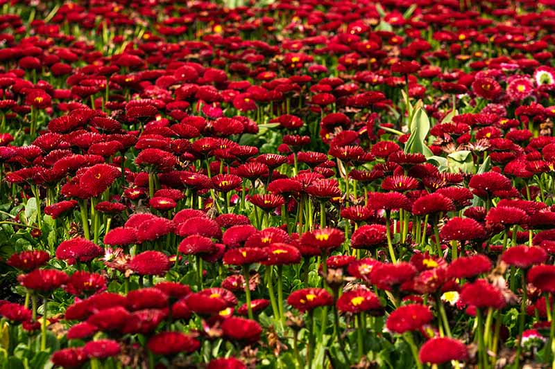 تصویر افقی نزدیک از Bellis perennis "Bellissima Red" در حال رشد در باغ.