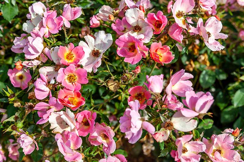تصویر افقی نزدیک از رزهای ناک اوت تک گلبرگ که در باغ در حال رشد هستند و در زیر نور آفتاب به تصویر کشیده شده اند.