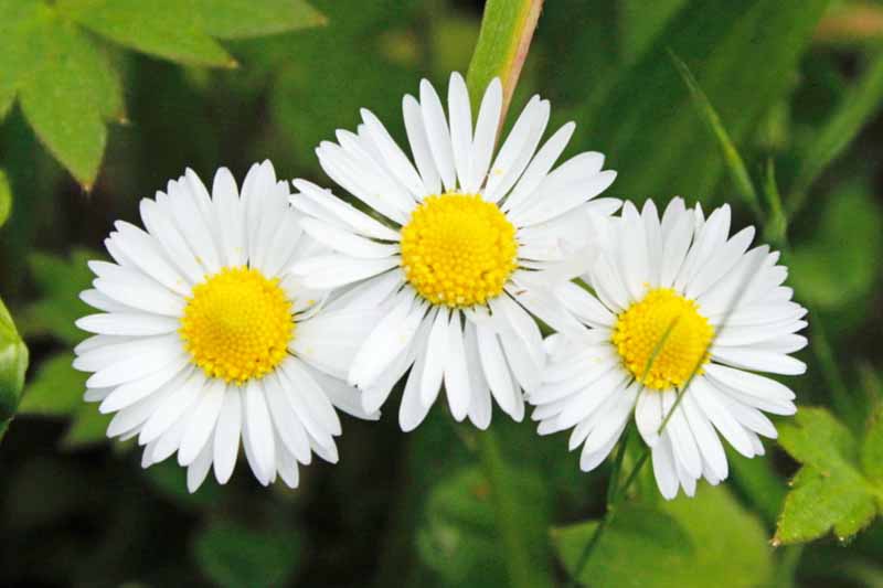 تصویر افقی نزدیک از سه گل Leucanthemum x superbum که در باغ در حال رشد هستند، روی یک پس‌زمینه فوکوس نرم.