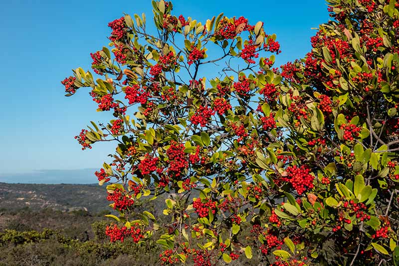 تصویری افقی از یک درختچه اسباب بازی بزرگ (Heteromeles arbutifolia) که در حال رشد وحشی در پس زمینه آسمان آبی است.