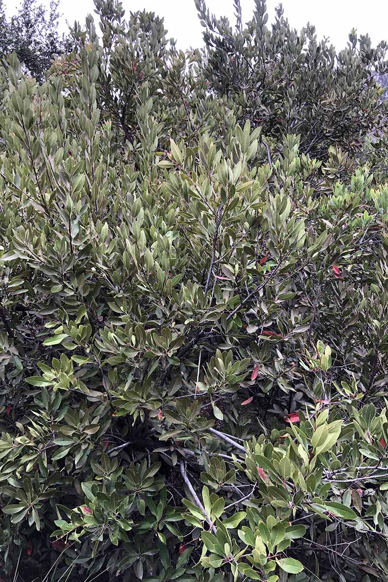تصویر عمودی نزدیک از یک درختچه هولی کالیفرنیا (Heteromeles arbutifolia) در حال رشد در باغ.