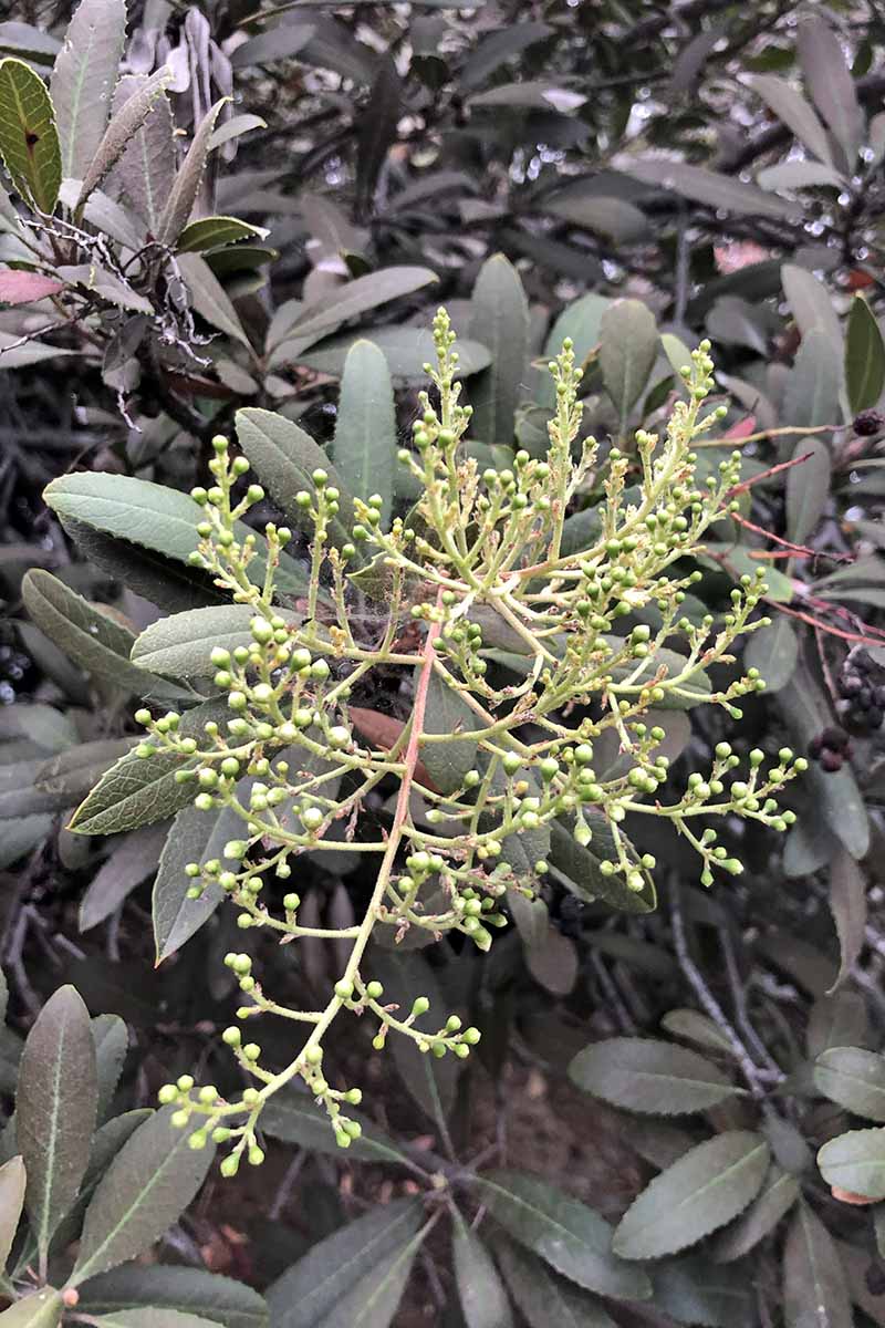 تصویر عمودی نزدیک از هالی کالیفرنیا (Heteromeles arbutifolia) با توت‌هایی که شروع به تشکیل شدن کرده‌اند.