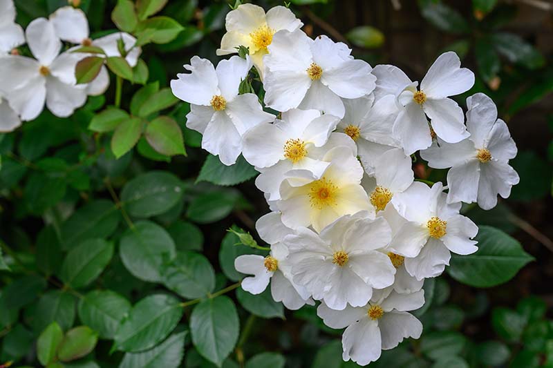 تصویر افقی نزدیک از رزهای انگلیسی تک گلبرگ سفید در حال رشد در باغ با شاخ و برگ با فوکوس ملایم در پس زمینه.