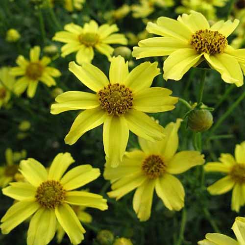 تصویر مربع نزدیک از گل‌های زرد روشن «زاگرب» در حال رشد در باغ که در پس‌زمینه‌ای با فوکوس ملایم تصویر شده است.