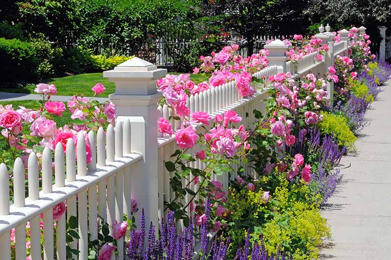 تصویری افقی از یک حصار سفید که با گل های رز صورتی روشن و انواع دیگر گیاهان چند ساله کاشته شده است تا ظاهری دلپذیر و رسمی در کنار یک مسیر ایجاد کند.