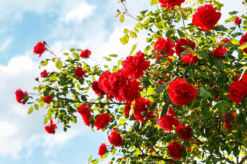 تصویری افقی از انبوهی از رزهای قرمز در حال رشد در باغ که در پس زمینه آسمان آبی تصویر شده است.