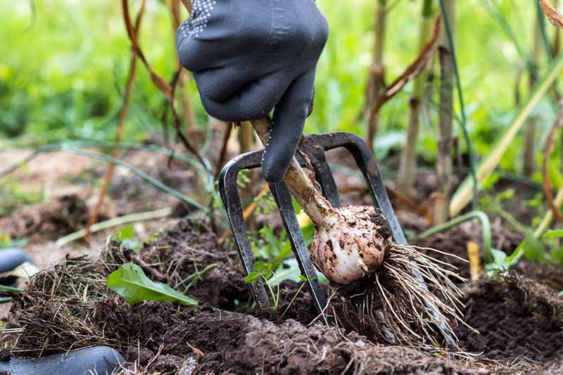 تصویر افقی نزدیک از یک دست دستکش که یک چنگال باغچه را در دست گرفته و یک پیاز سیر را از باغ بیرون می آورد.