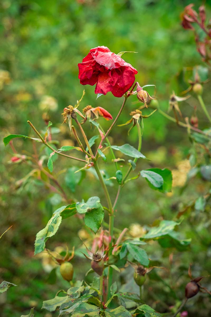 تصویر عمودی نزدیک از یک درختچه رز در حال مرگ با یک گل پژمرده که در پس‌زمینه‌ای با فوکوس ملایم تصویر شده است.