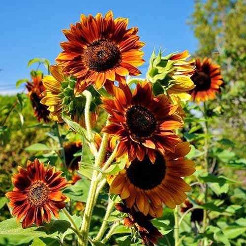 تصویر مربع نزدیک از گل‌های Helianthus annus 'Evening Colors' که در پس‌زمینه آسمان آبی تصویر شده است.